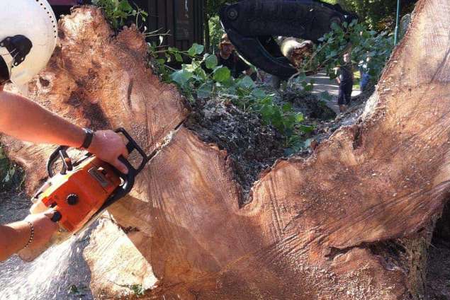 rooien en kappen van bomen in Dinteloord